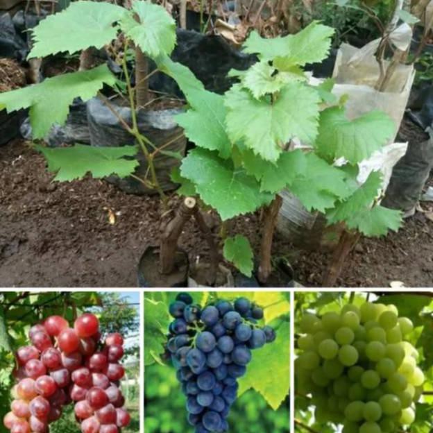 promo murah Bibit tanaman buah anggur paket 3 batang