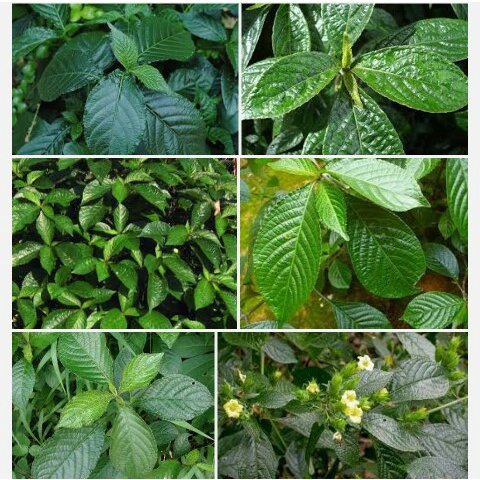 Jual Jual Daun Keji Beling Utuh Atau Pecah Beling Kering Gr Shopee Indonesia