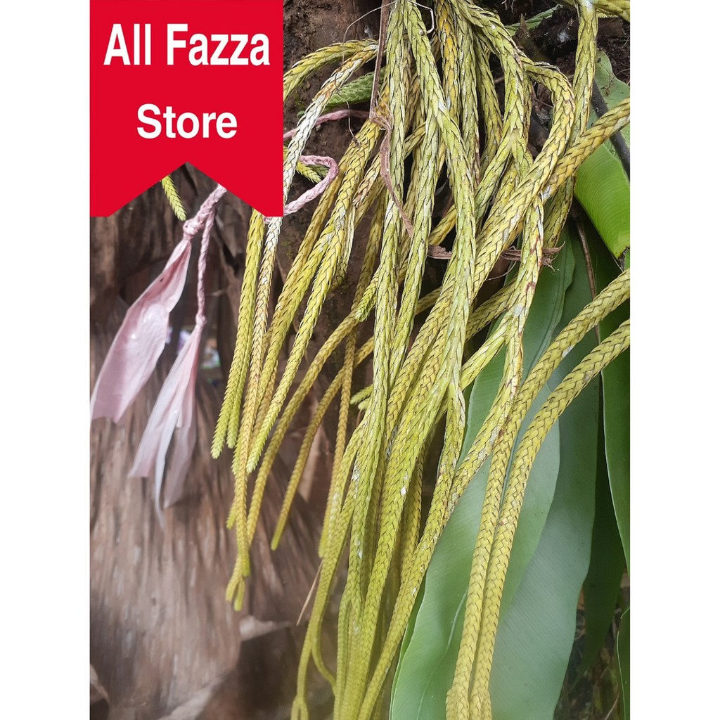 Jual Kumpai unik keren mirip ekor ular Tanaman hiasan rumah al fazza ...