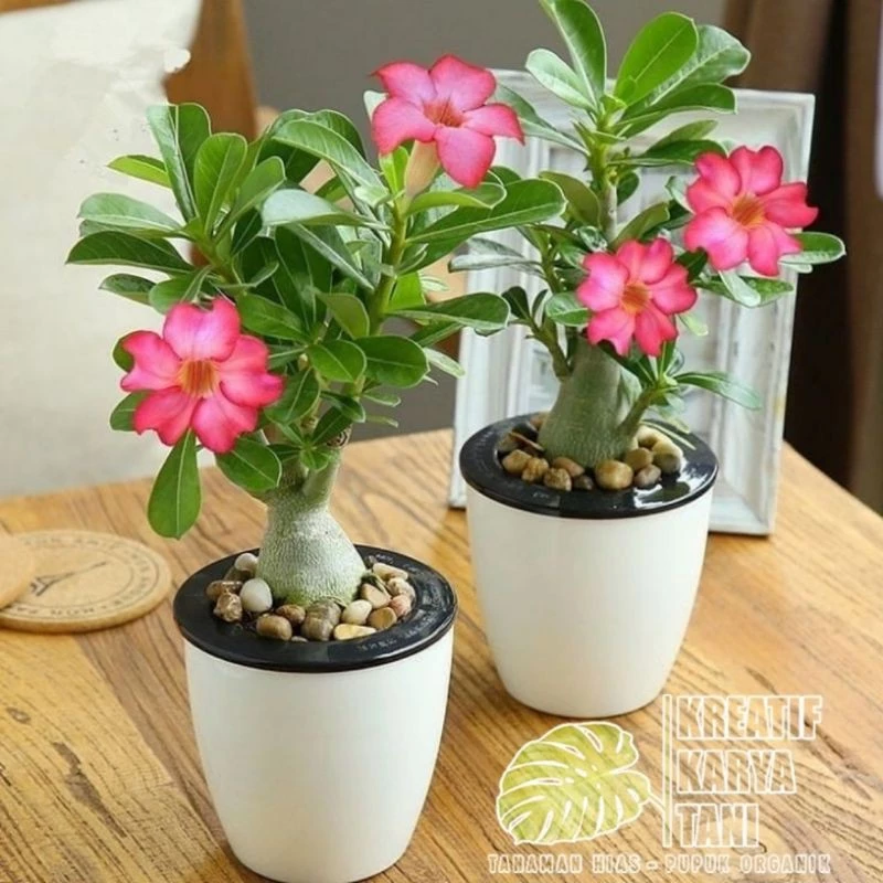 Tanaman Bonsai Adenium (Kamboja Jepang)