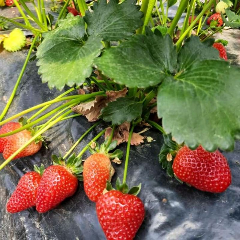 BIBIT STRAWBERRY MENCIR JUMBO