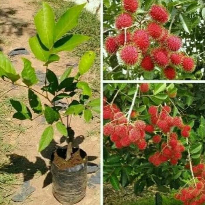 Jual Bibit tanaman rambutan binjai . | Shopee Indonesia