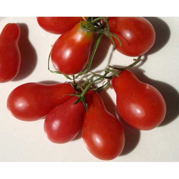 Jual 4seed/butir bibit biji benih tanaman buah tomat pear merah ...