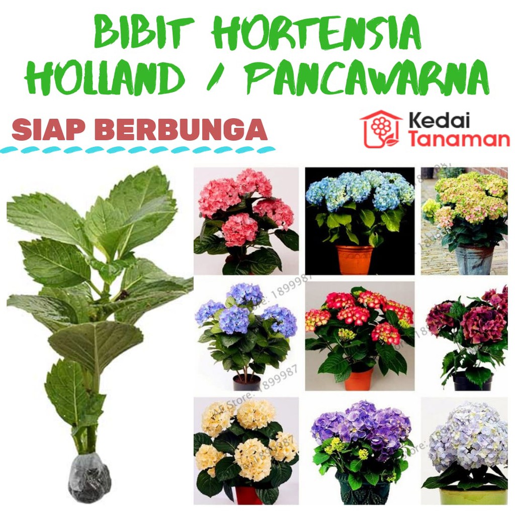 Jual Bibit Tanaman Hidup Bunga Pancawarna Siap Berbunga - Bibit Tanaman ...