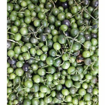 Jual Leunca dan Tekokak / Rimbang | Shopee Indonesia