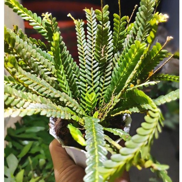 Jual TANAMAN HIAS RUMPAI POT | Shopee Indonesia