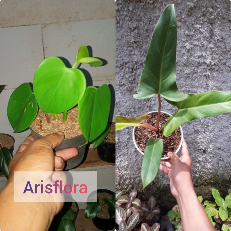 Jual (1) paket(2) jenis tanaman hias pilo dendrum | Shopee Indonesia