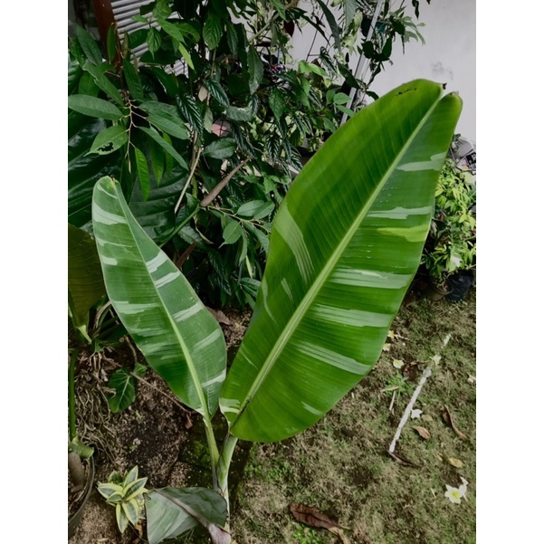 Jual Pisang Variegata Musaaeae Musae Variegata Shopee Indonesia