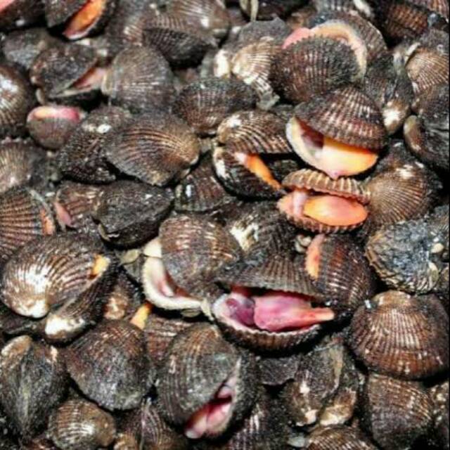 Jual Kerang Bulu | Shopee Indonesia