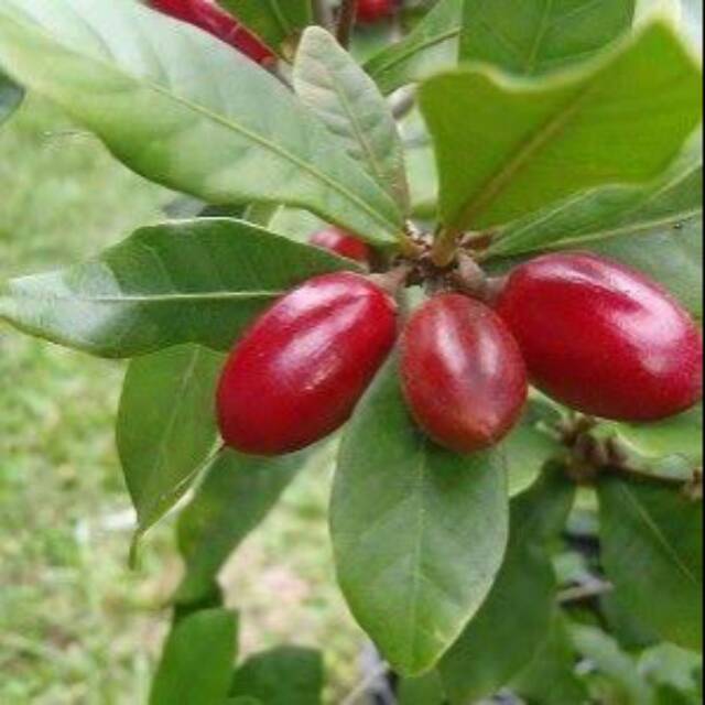 BIBIT BUAH MIRACLE FRUIT BUAH AJAIB bibit miracle fruit bibit buah ajaib cepat berbuah