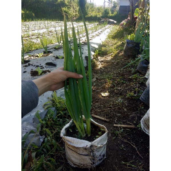 bibit bawang daun tanaman hidup berakar