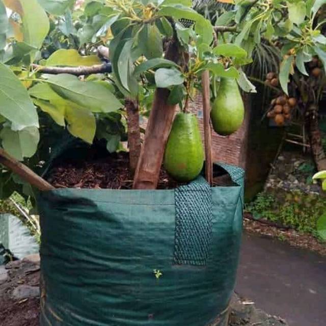 Bibit alpukat florida unggul dan cepat berbuah