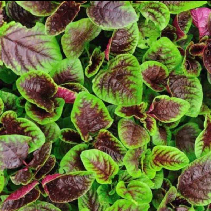 Jual PlantSeed - ±1000 Benih Bibit Bayam Batik Belang Sayuran Loreng ...