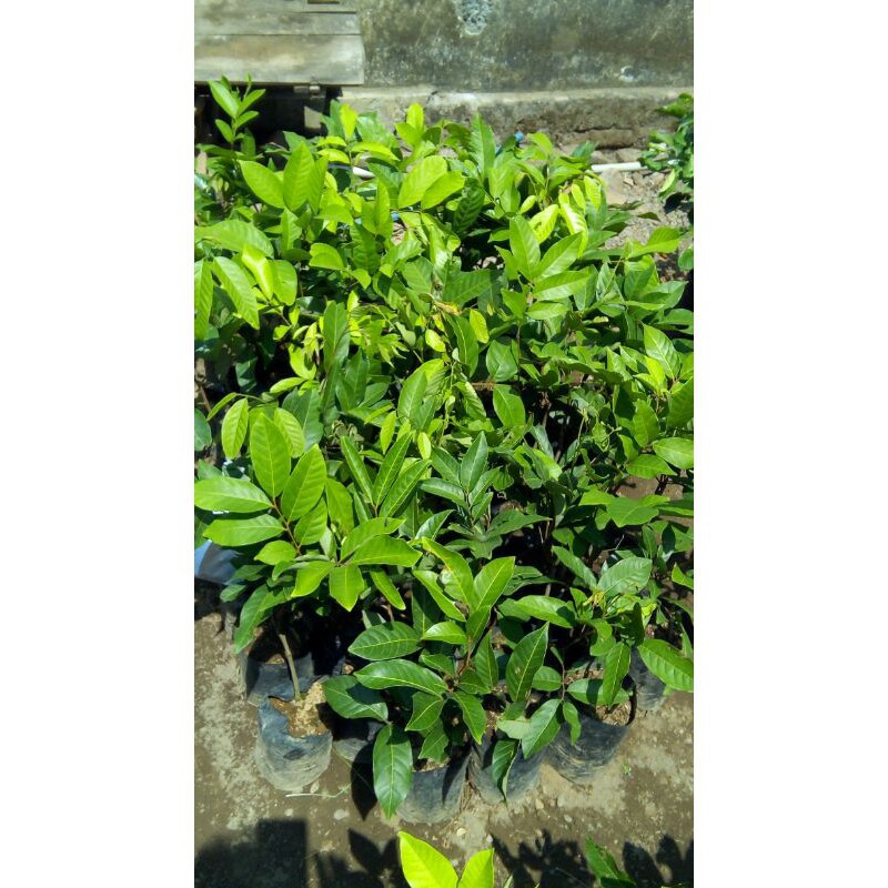 Jual BIBIT RAMBUTAN BINJAI CEPAT BERBUAH(BISA DI TARUH POT) | Shopee ...