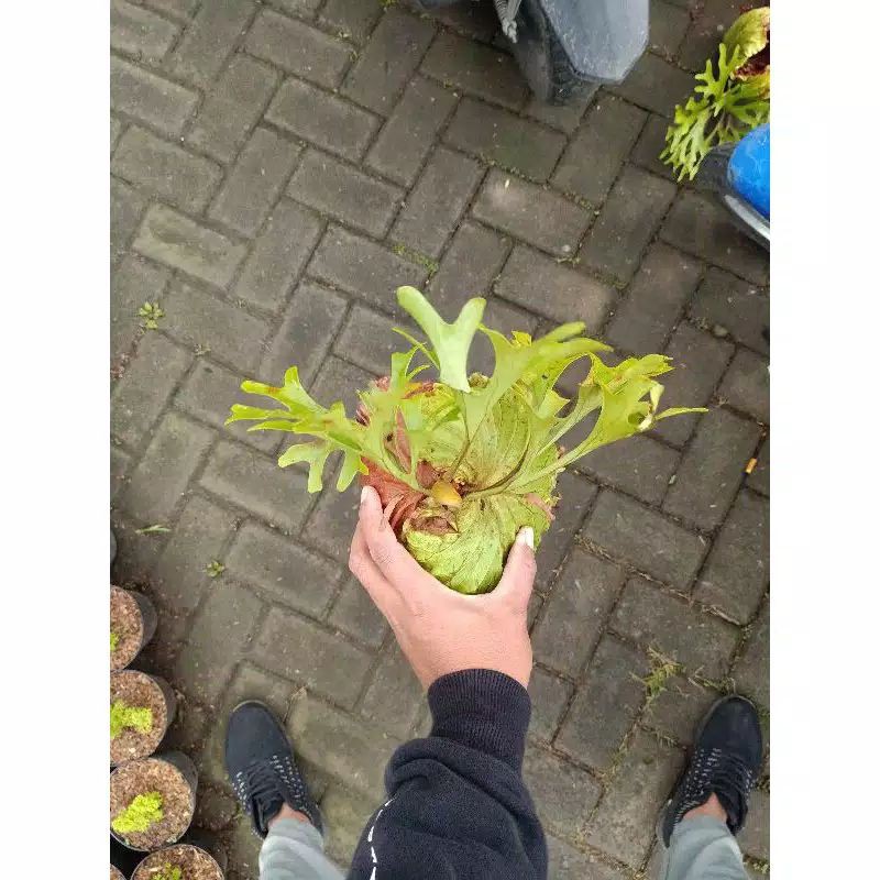 Jual Kadaka Uncal Terlengkap & Harga Terbaru Juni 2026 | Shopee Indonesia