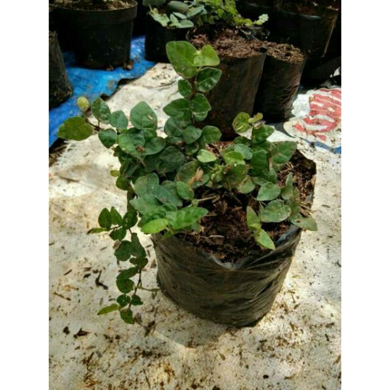 Jual Tanaman Dolar Daun Kecil Pohon Dolar Rambat Climbing Dollar