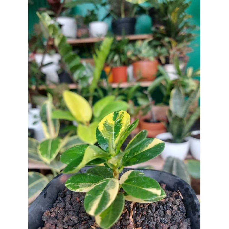 Jual Ficus dollar varigata / beringin dollar varigata | Shopee Indonesia