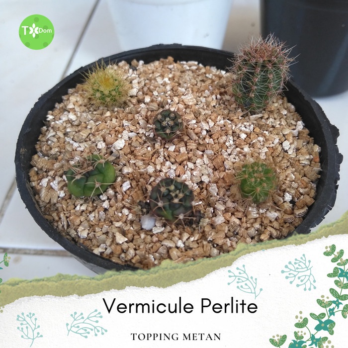 Jual Vermicule Perlite, topping media tanam hias sukulen kaktus taman ...