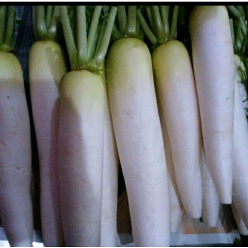 Jual Lobak Putih Daikon Putih Segar 1kg Termurah Shopee Indonesia