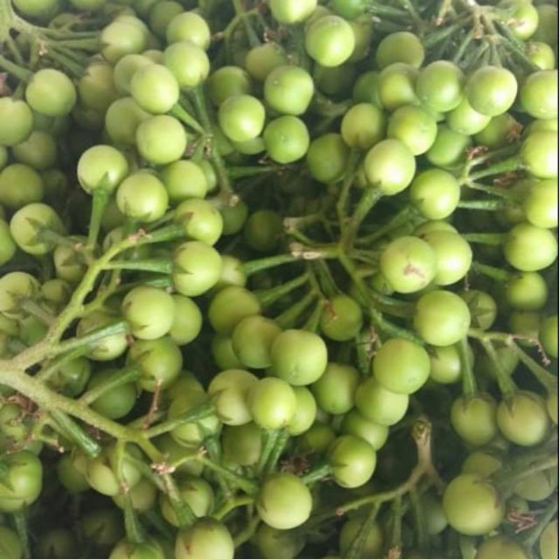 Jual Buah Rimbang Takokak Cepokak Pokak Terung Pipit Solanum Torvum KB ...