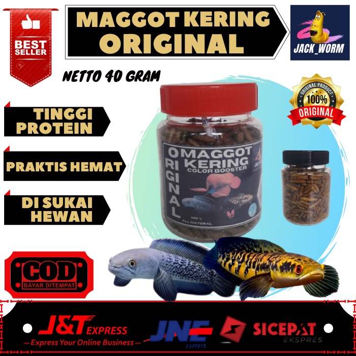 Jual Maggot Kering Original Ikan Channa Maru Yellow Sentarum Auranti ...