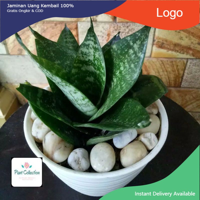 Jual TANAMAN HIAS SANSEVIERIA LIDAH MERTUA MINI/Tanaman hias hidup ...