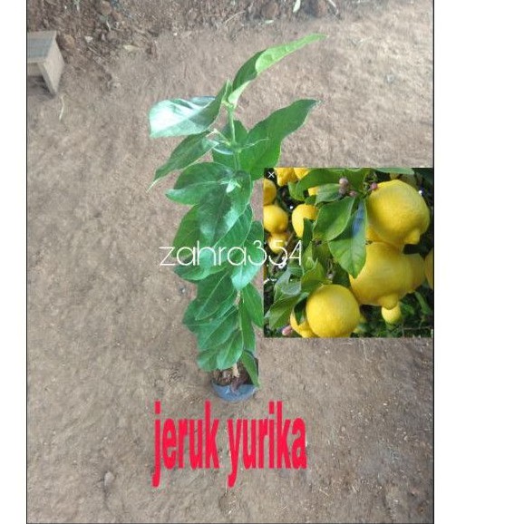 Jual Lemon Eurika Bibit Jeruk Yurika Okulasi 80cm Lemon Yurika