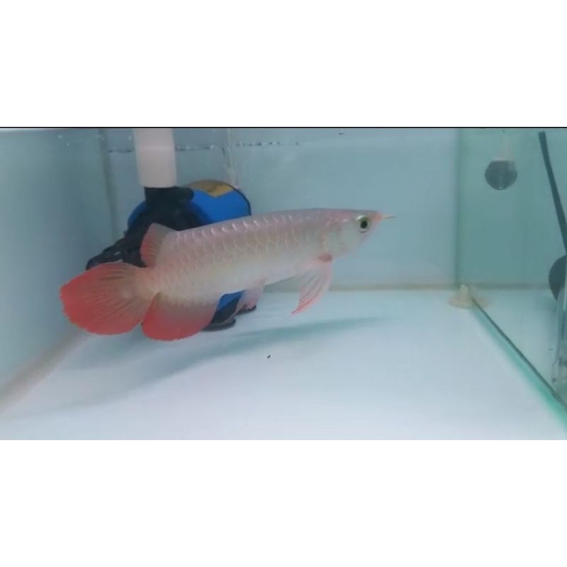 Jual 25 CM ARWANA SUPER RED SAMURAI SERTIFIKAT LENGKAP. TERMURAH