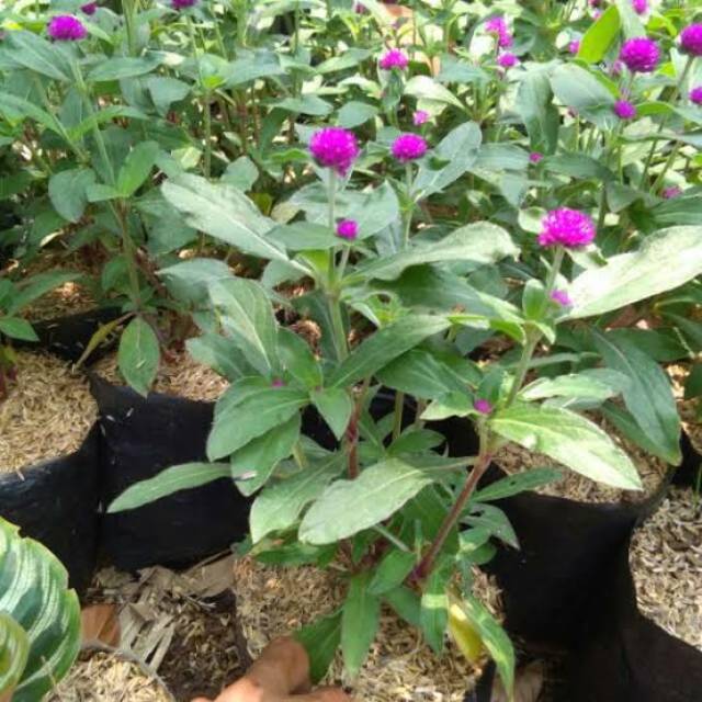 Jual Bunga kancing | Shopee Indonesia