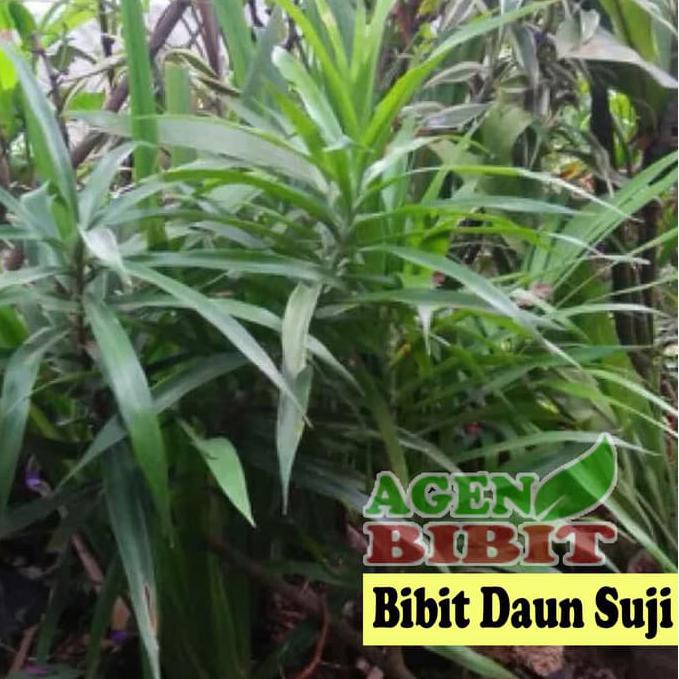 Jual Pusat Benih Tanaman Bibit Pohon Daun Suji Tanaman Pandan Betawi Wangi Herbal Pewarna Alami