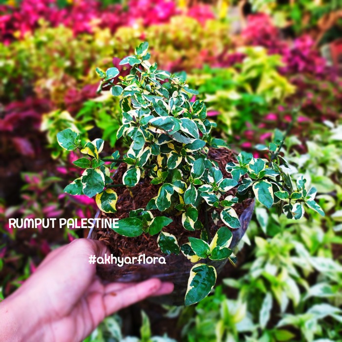 Jual Beli 1 Gratis 1 Asystasia Gangetica Variegata Rumput Palestin ...