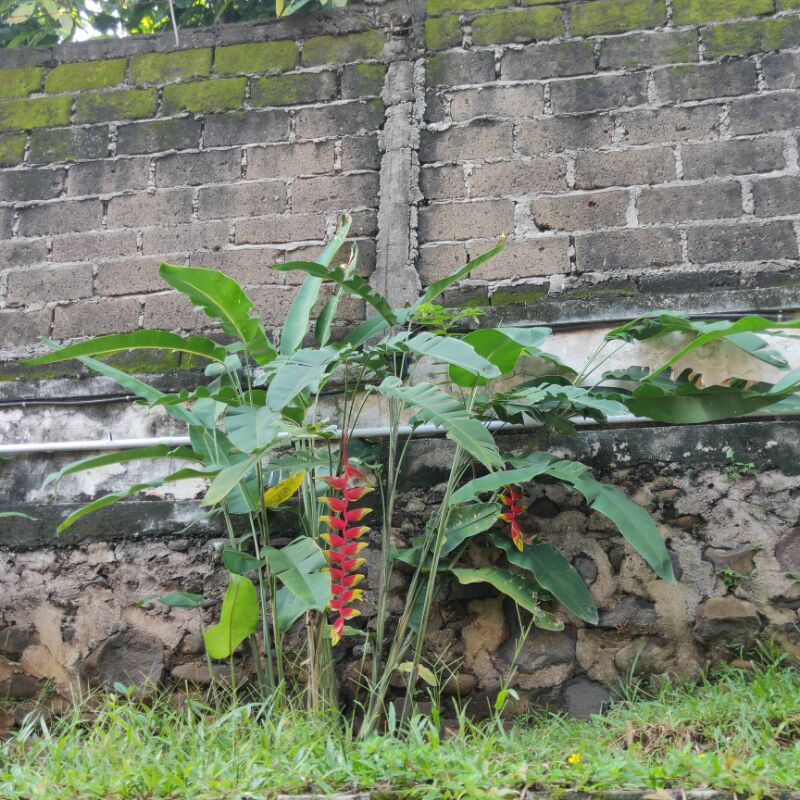 Jual Bibit Tanaman Pisang Bali (Pisang-pisangan) | Shopee Indonesia