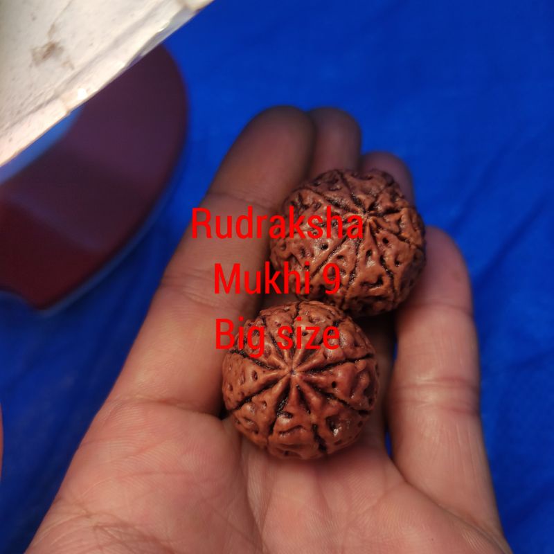 Jual jenitri rudraksha mukhi 9 big size | Shopee Indonesia