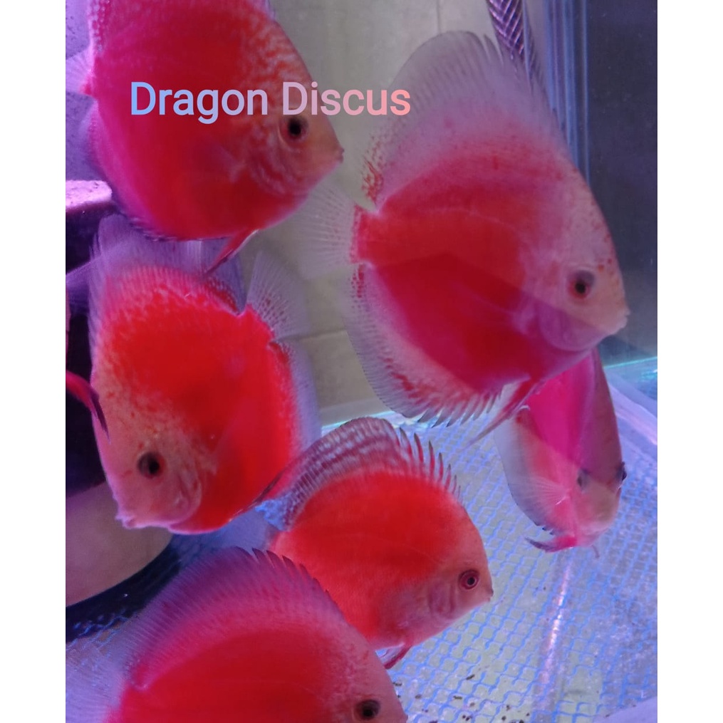 Jual Ikan Discus Terlengkap & Harga Terbaru Juni 2026 | Shopee Indonesia