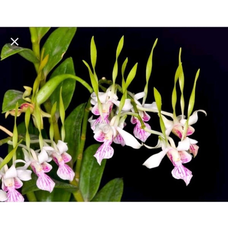 Jual Anggrek Dendrobium Rabbit spatulatta Shopee Indonesia