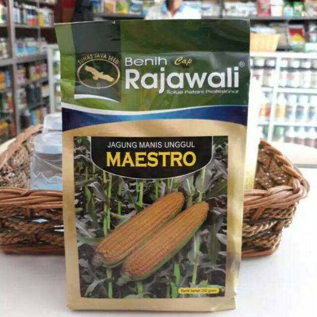 Jual [COD] 600 Butir Benih Jagung Manis Unggul / Benih Jagung ...