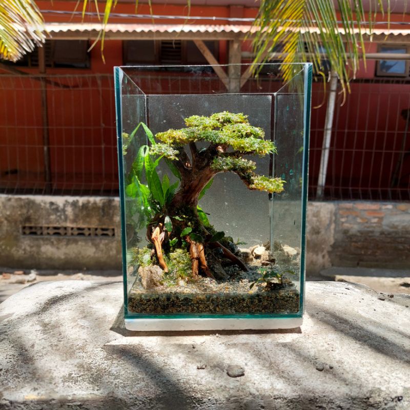 Jual Bonsai Aquascape untuk Aquarium Soliter Shopee Indonesia