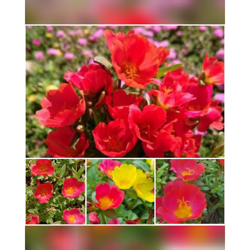 Jual Bunga Krokot Merah Harga Perbatang | Shopee Indonesia