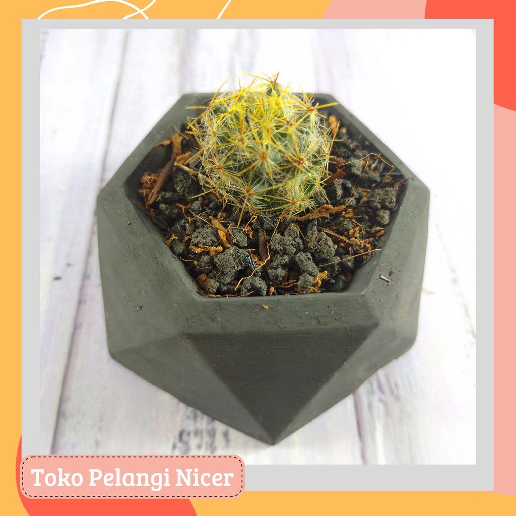 Jual Kaktus Sepaket Sekulen Lengkap Vas Tanah Pasir Batu Hias Kaktus Mini Succulent Tanaman