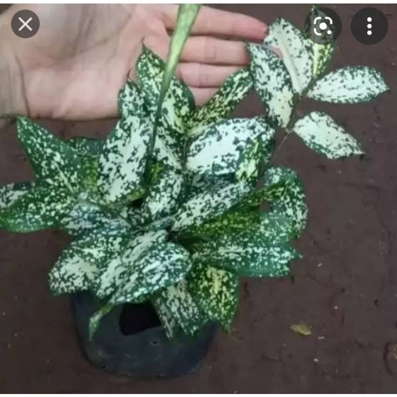 tanaman darcena beras tumpah rimbun stok super