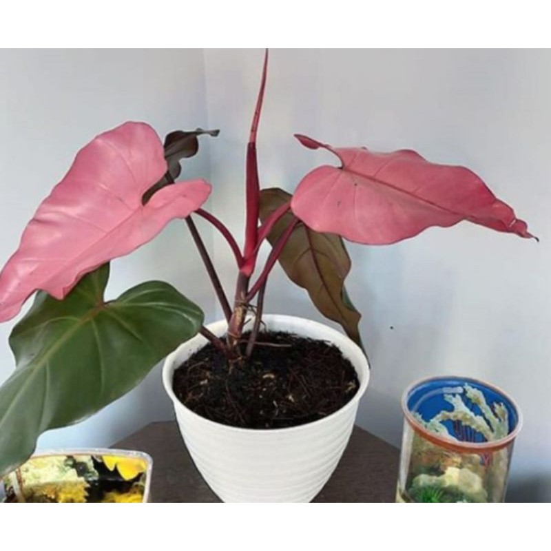 decorum philodendron Philodendron Cordatum 'Heartleaf' | Indoor Plant | Tropical Plant | Potted  Plant