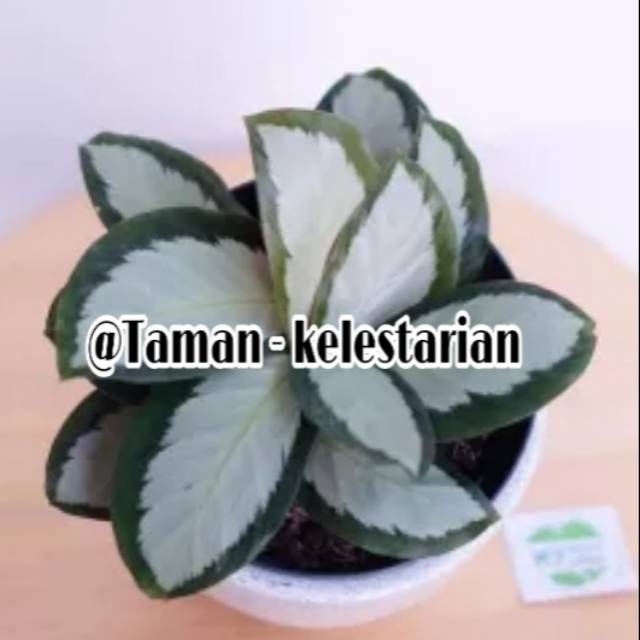 Jual Tanaman hias Calathea dack star -tanaman hidup-bunga hidup murah ...