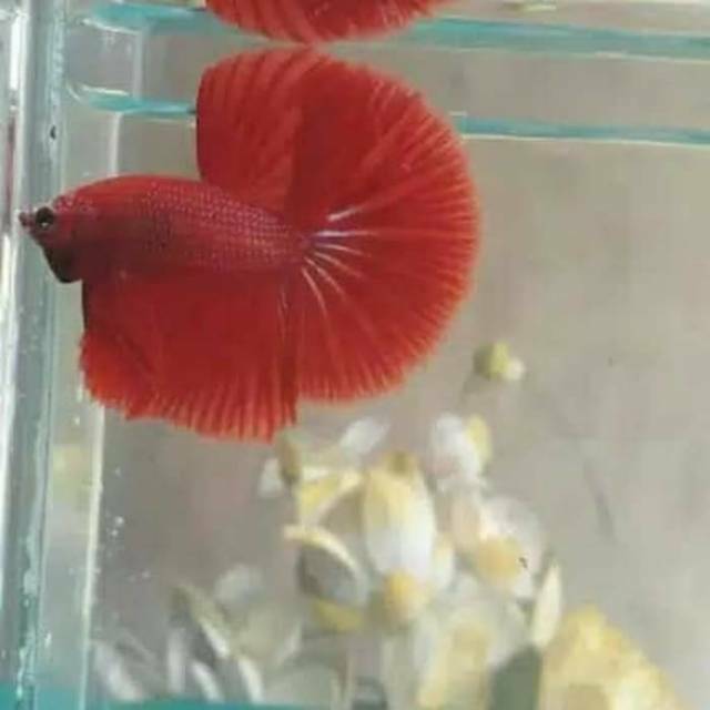 Jual Ikan Cupang Halfmoon Super Red Jantan Male Shopee Indonesia 