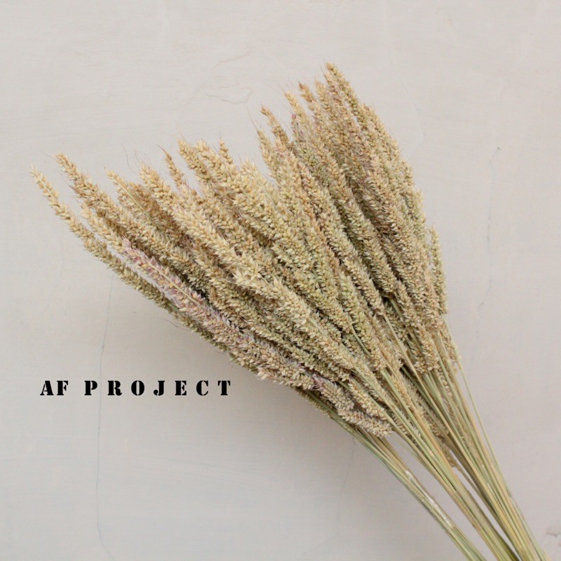 Jual Rumput Jaruan/ Rumput Jaruan Kering/ Dried flower/ Rumput Kering ...