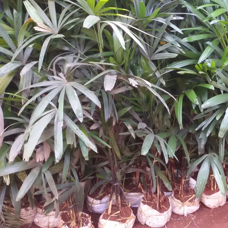 Jual Tanaman Hias Palem Waregu/Lady Palm/Rhapis Excelsa Palm | Shopee ...