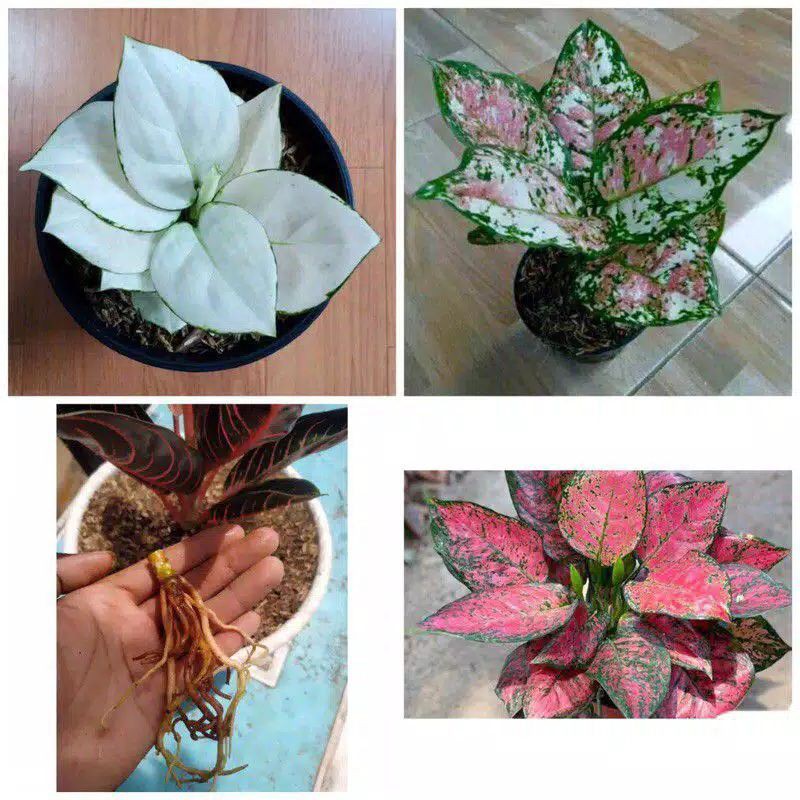 Jual Promo Paket Bonggol Aglonema Red Sumatra Super White Tri Colour Red Anjamani Shopee