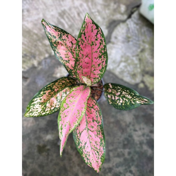 Jual Aglaonema Lady Valentine | Shopee Indonesia