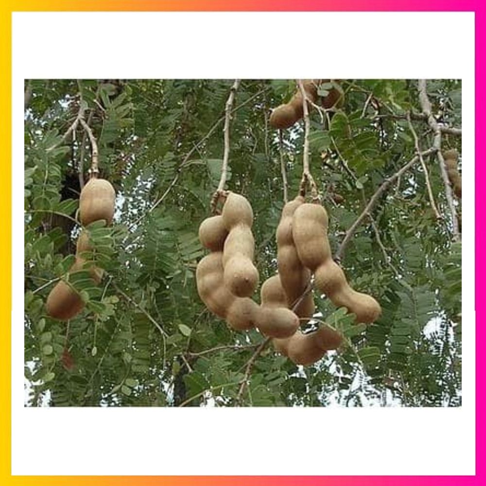 Jual ( 1 Kg ) Benih Biji Asam Jawa Tamarindus indica L | Asam India ...