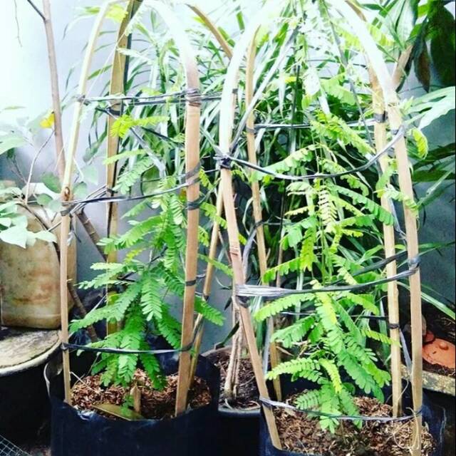 Jual Bibit pohon saga rambat- daun saga herbal | Shopee Indonesia