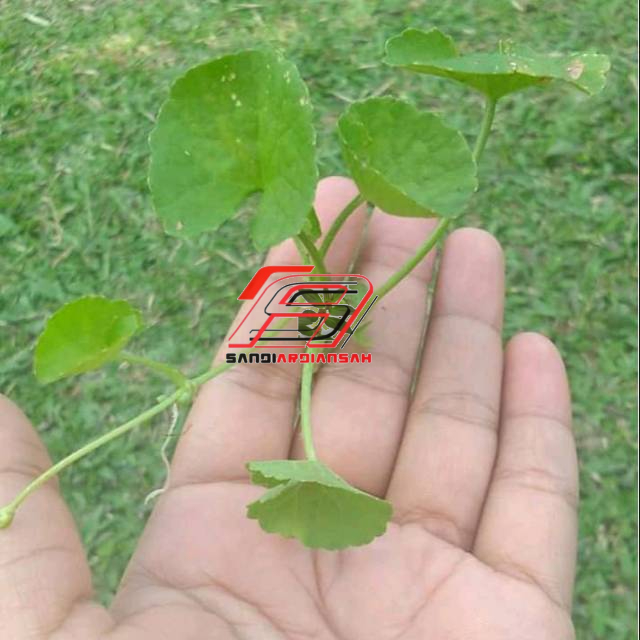 Jual Daun Pegagan Segar Per Kg Shopee Indonesia